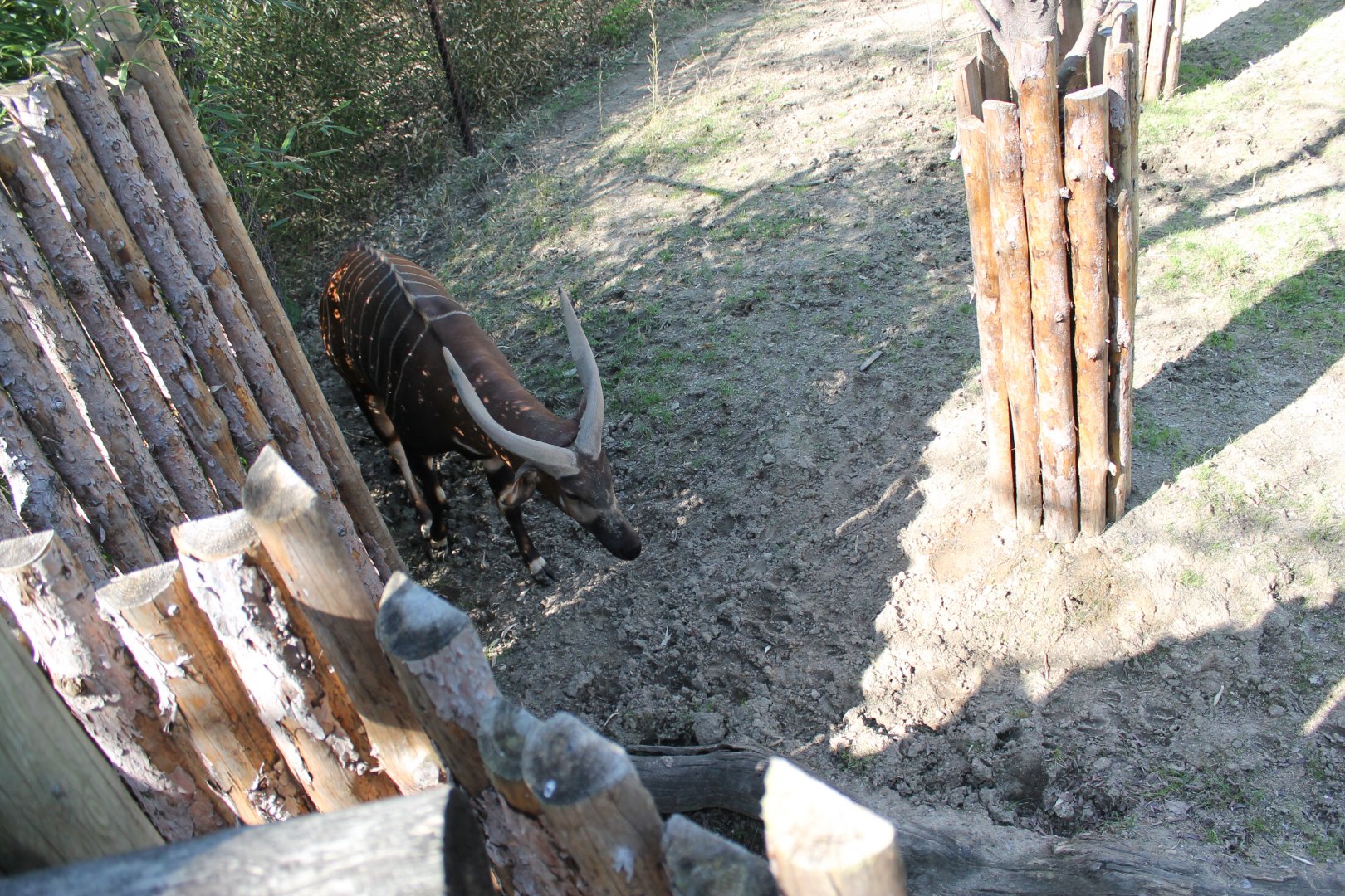 African Veldt- Eastern Bongo Exhibit