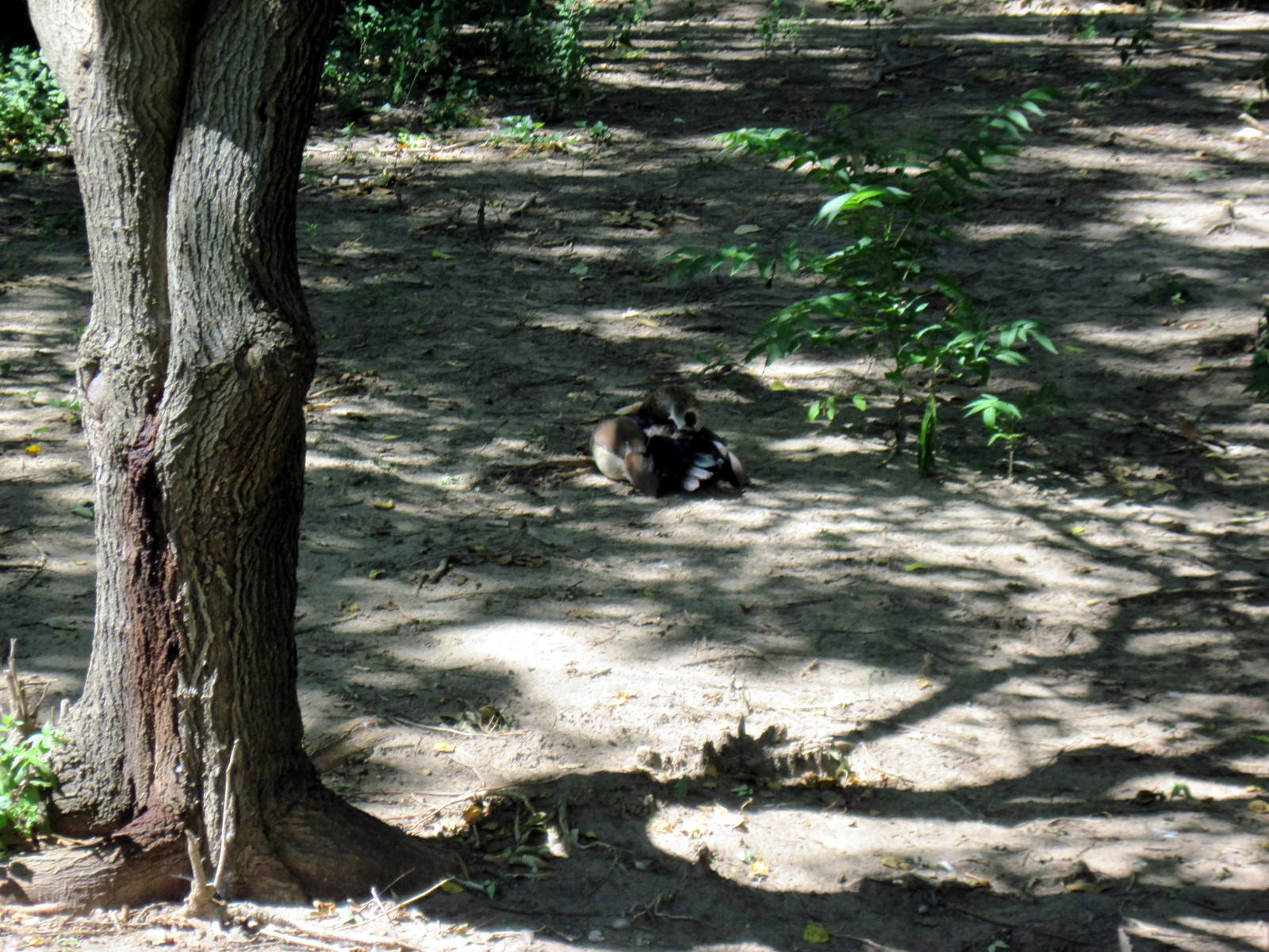 African Veldt-Egyptian Goose