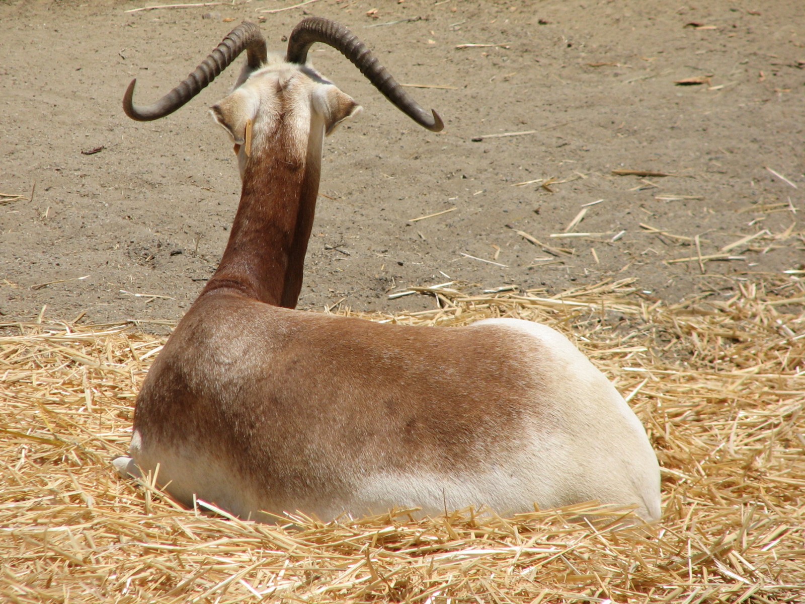 African Veldt Exhibit - Addra Gazelle