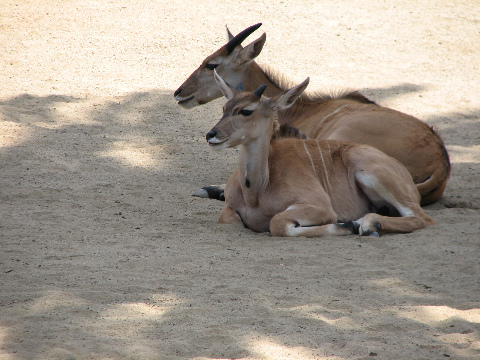 African Veldt Exhibit - Common Eland