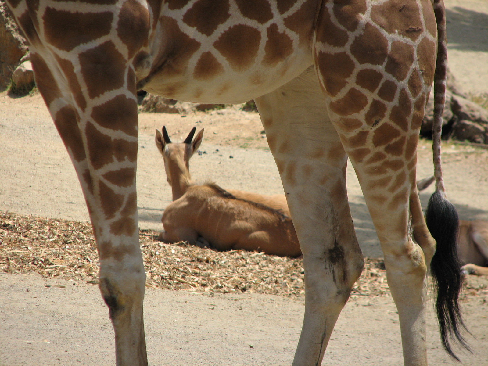 African Veldt Exhibit - Reticulated Giraffe and Common Eland