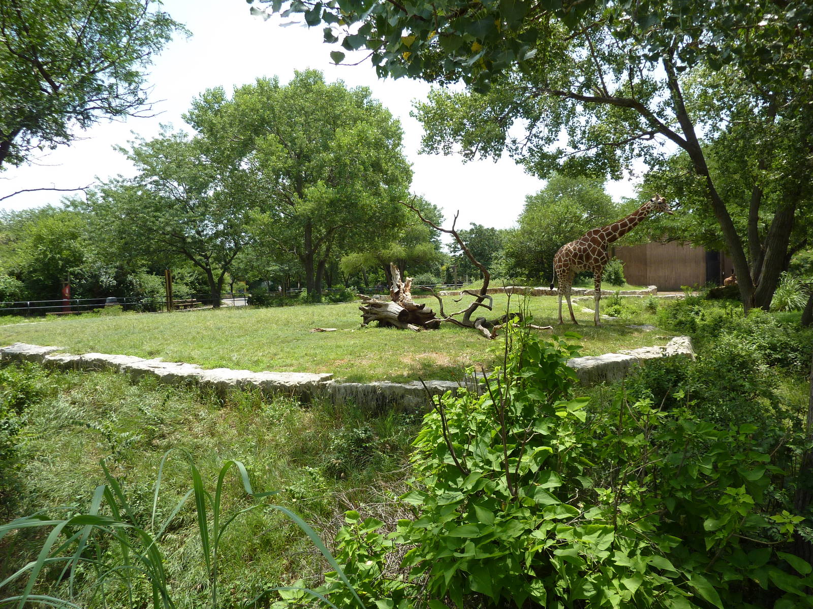 African Veldt - Giraffe Exhibit