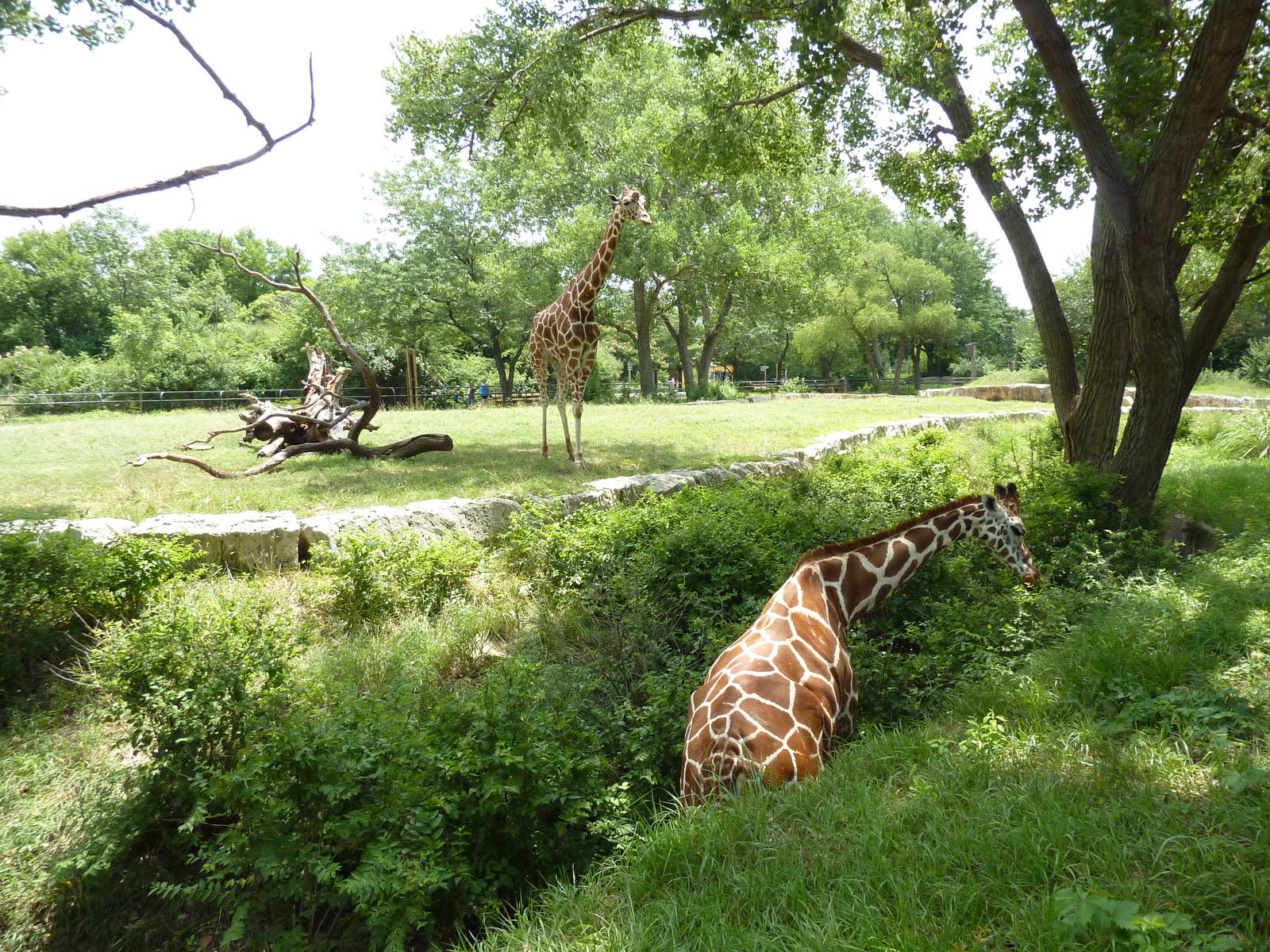 African Veldt - Giraffe In Ditch