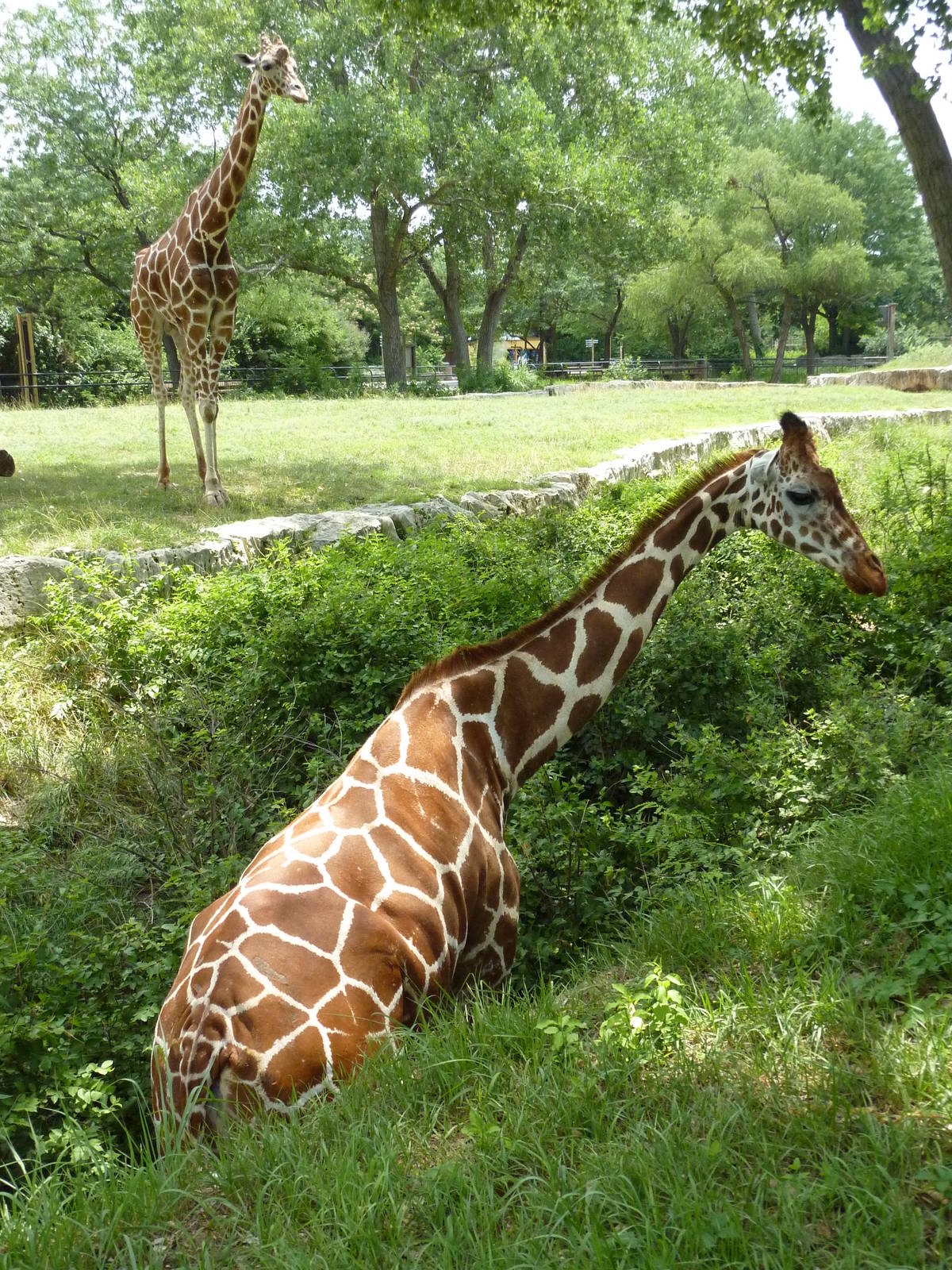 African Veldt - Giraffe In Ditch