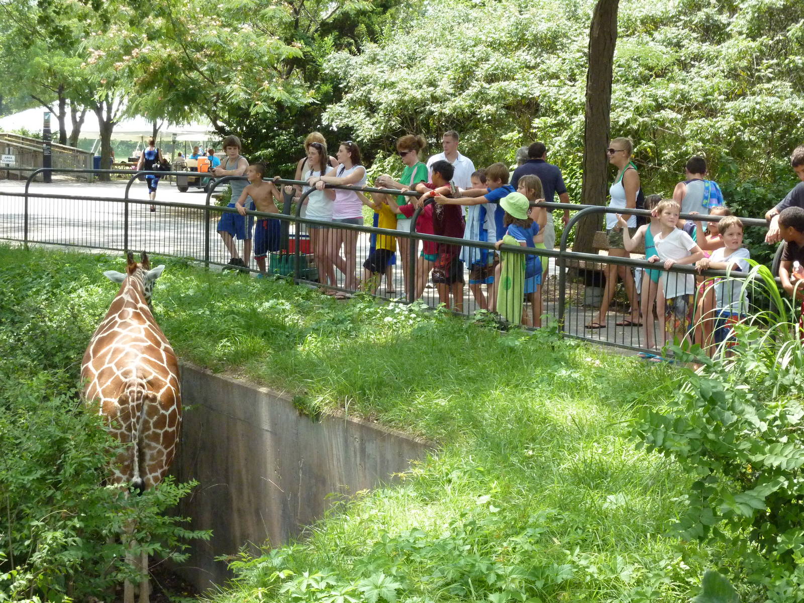African Veldt - Giraffe In Ditch