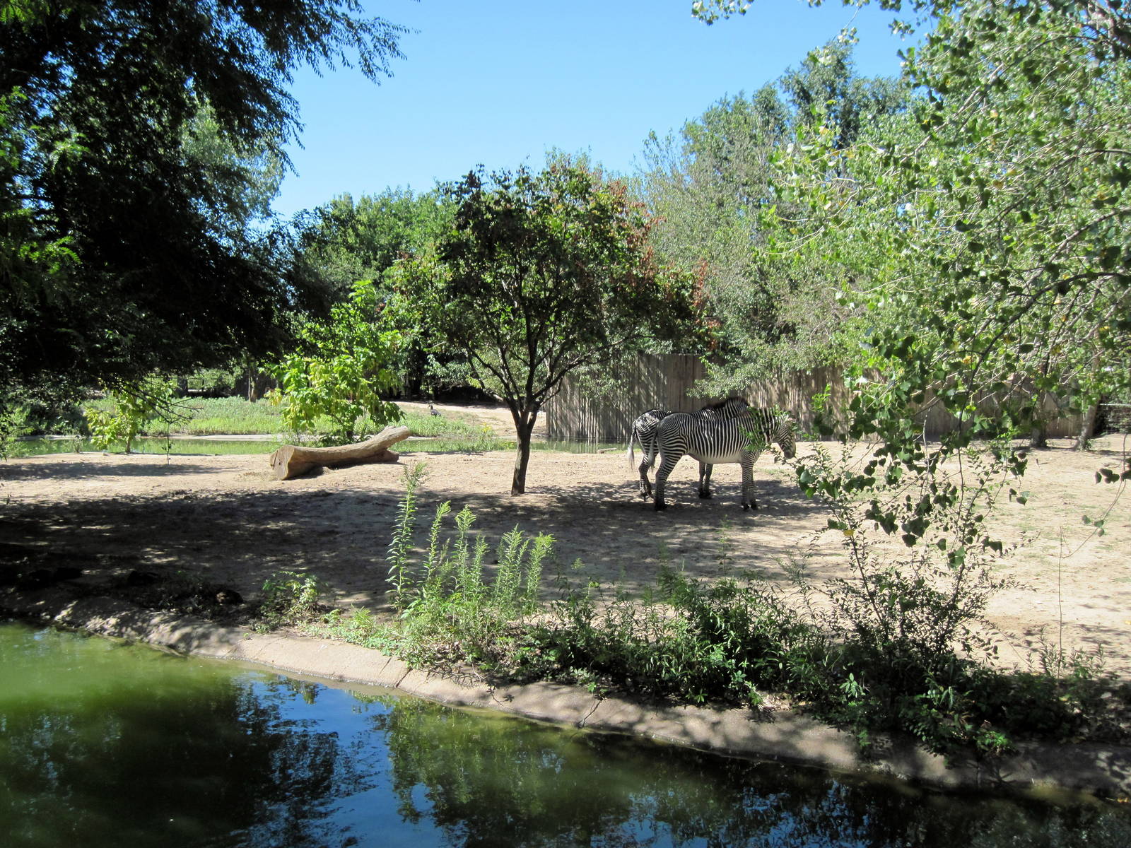 African Veldt-Grevy's Zebra Exhibit