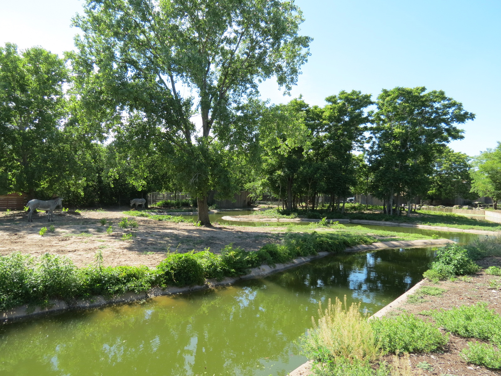 African Veldt - Grevy's Zebra Exhibit