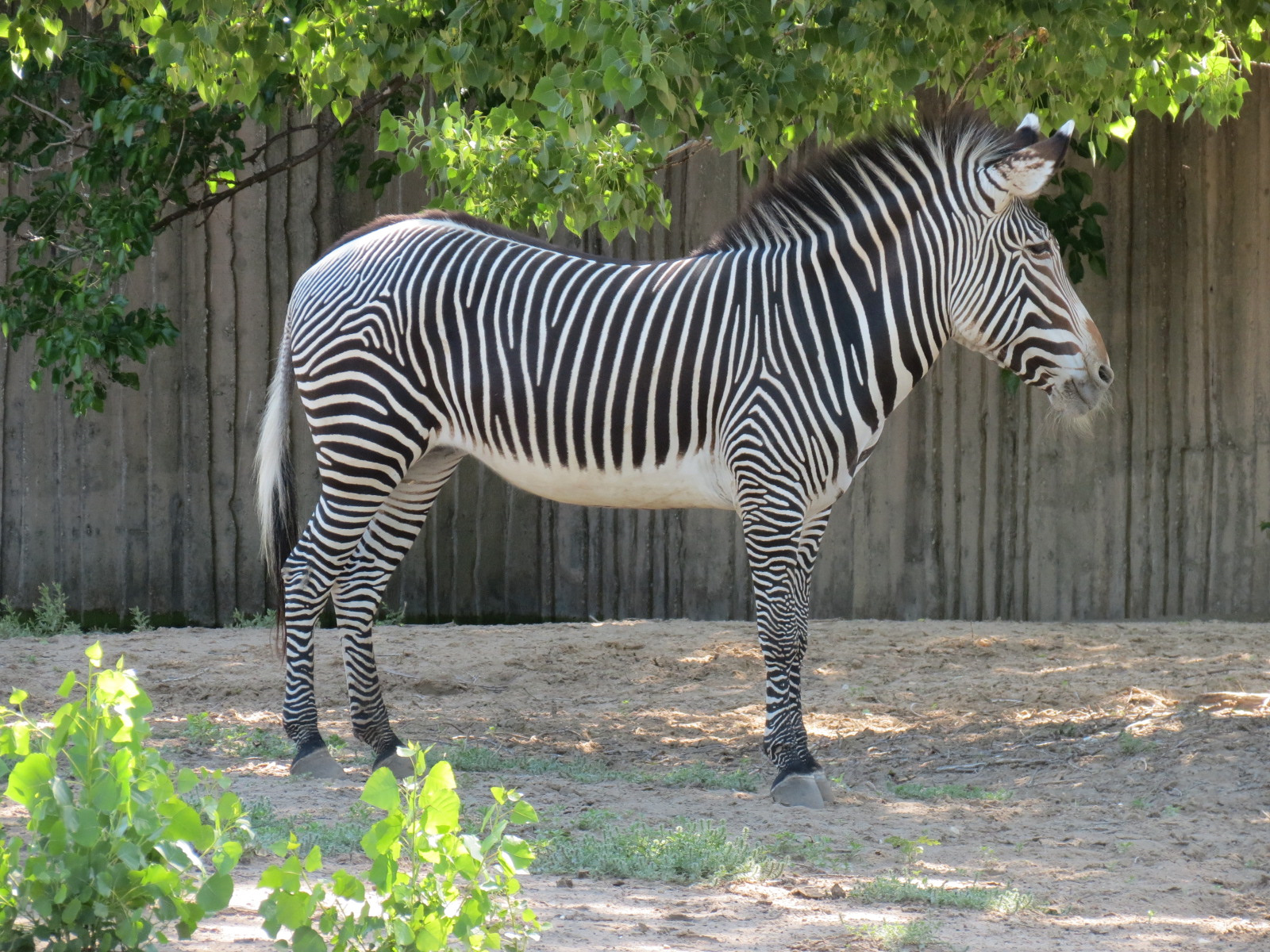 African Veldt - Grevy's Zebra Exhibit