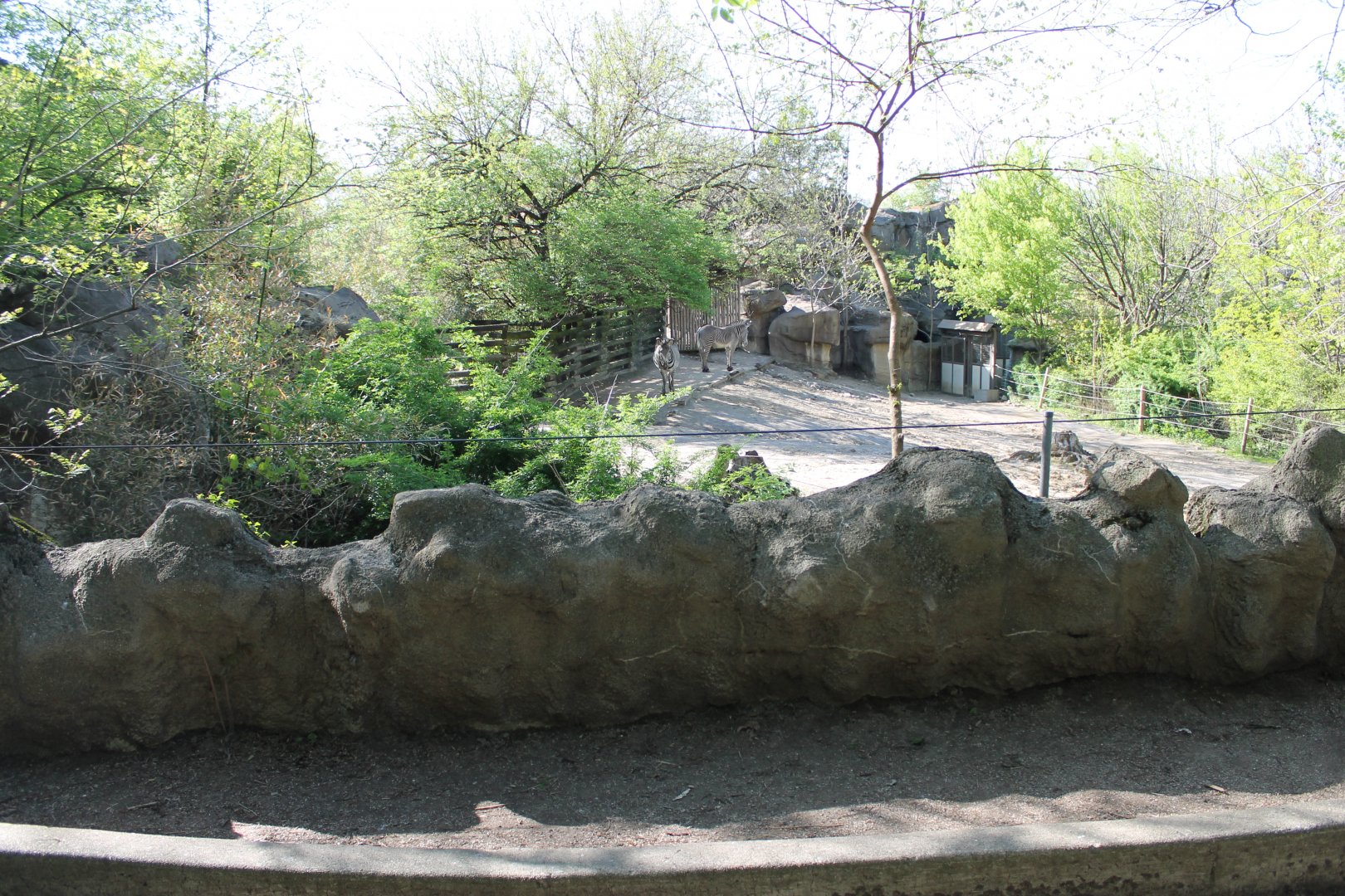 African Veldt- Grevy's Zebra Exhibit
