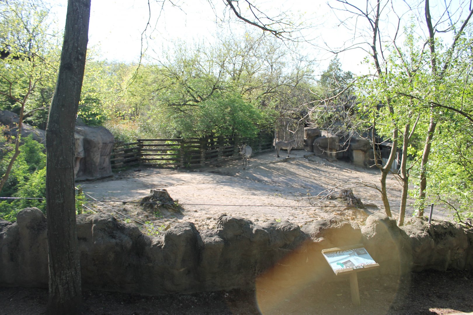African Veldt- Grevy's Zebra Exhibit