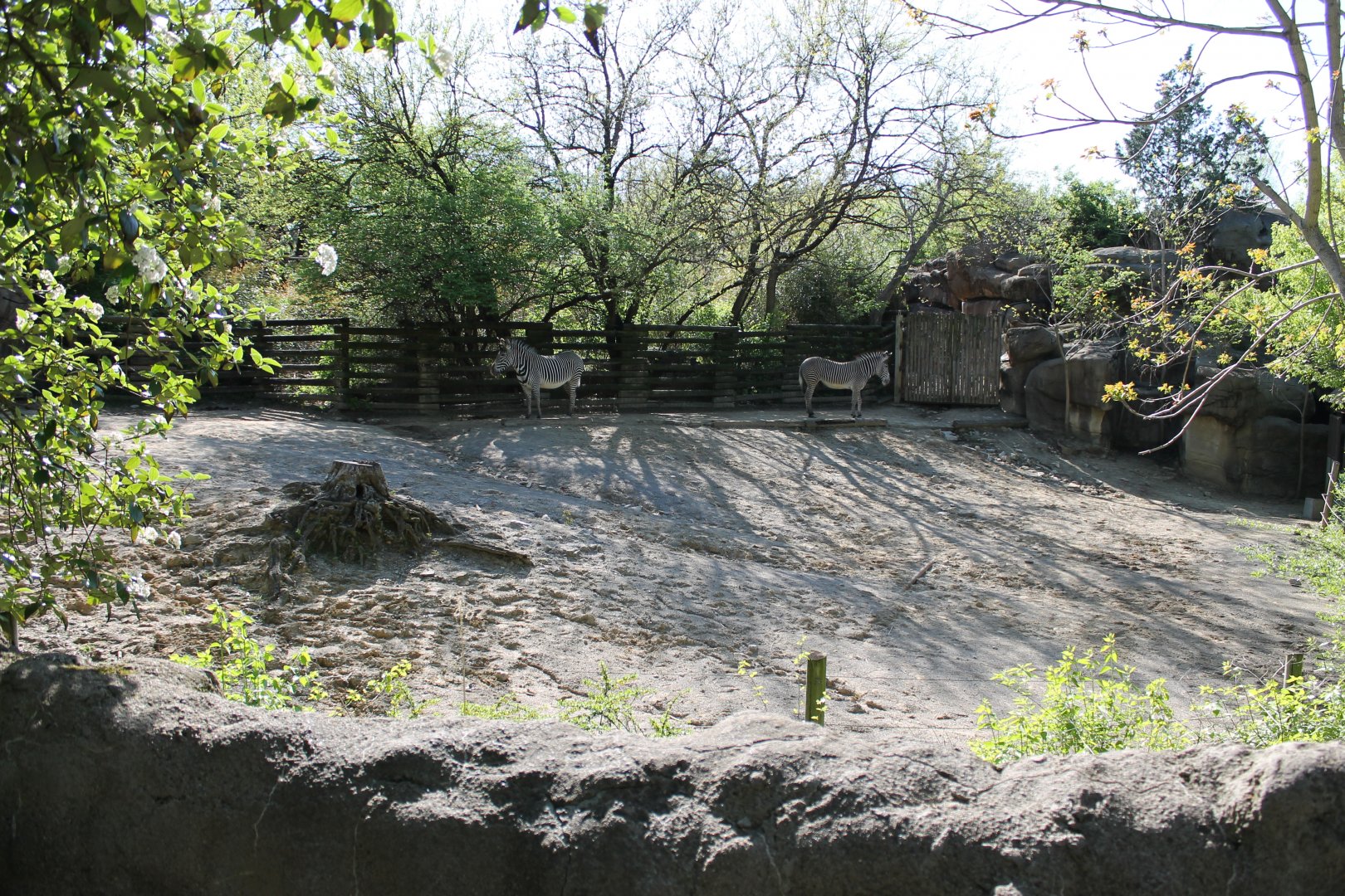 African Veldt- Grevy's Zebra Exhibit