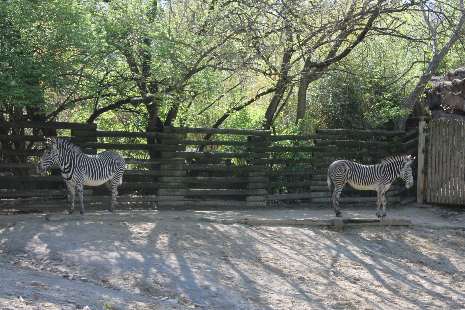 African Veldt- Grevy's Zebra Exhibit