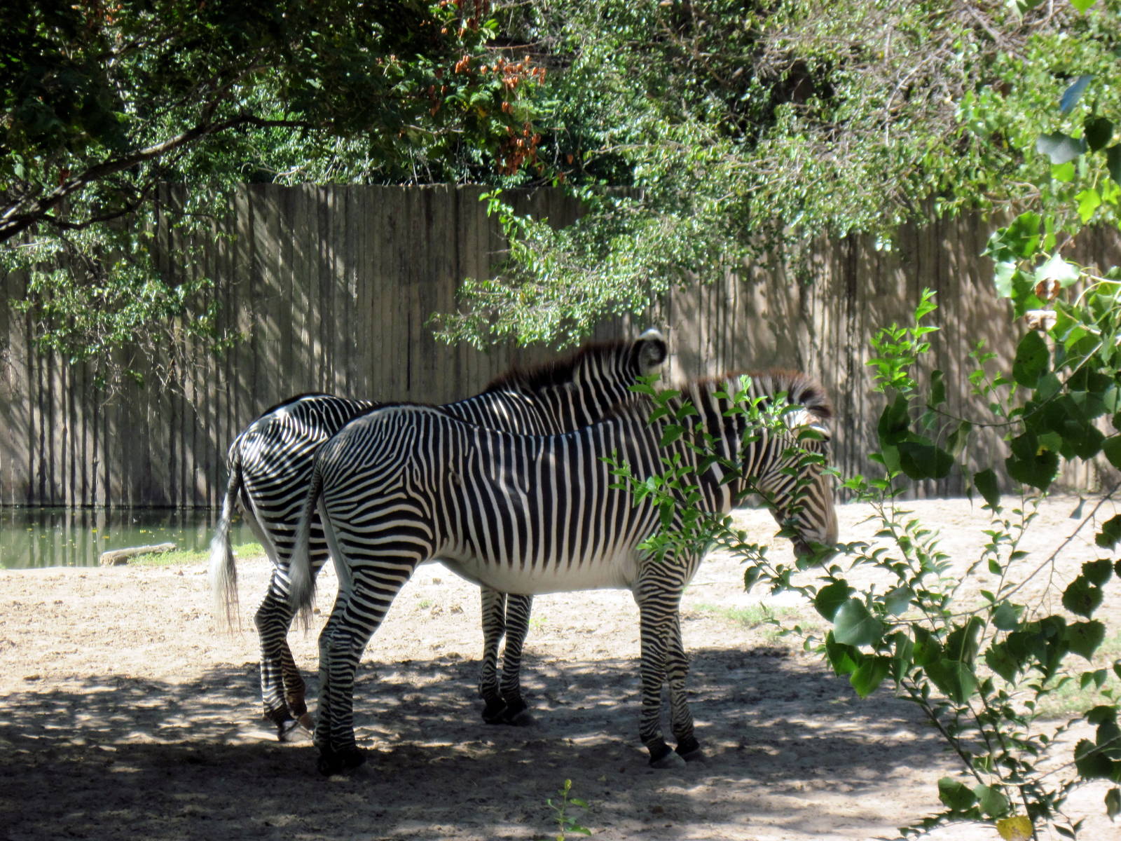 African Veldt-Grevy's Zebras