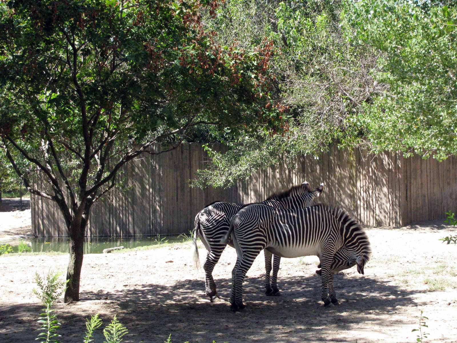 African Veldt-Grevy's Zebras