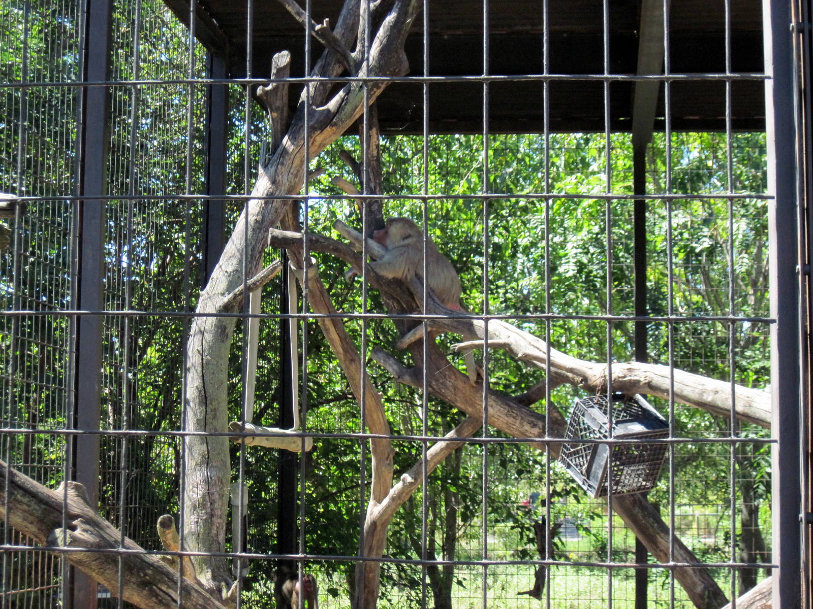 African Veldt-Hamadryas Baboon