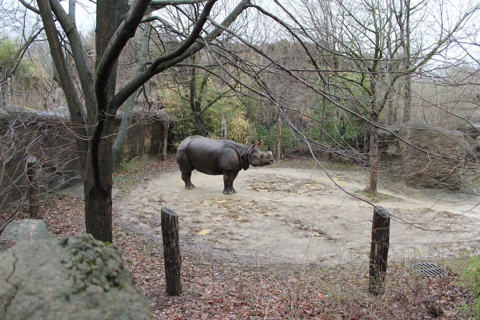 African Veldt- Indian Rhino Exhibit