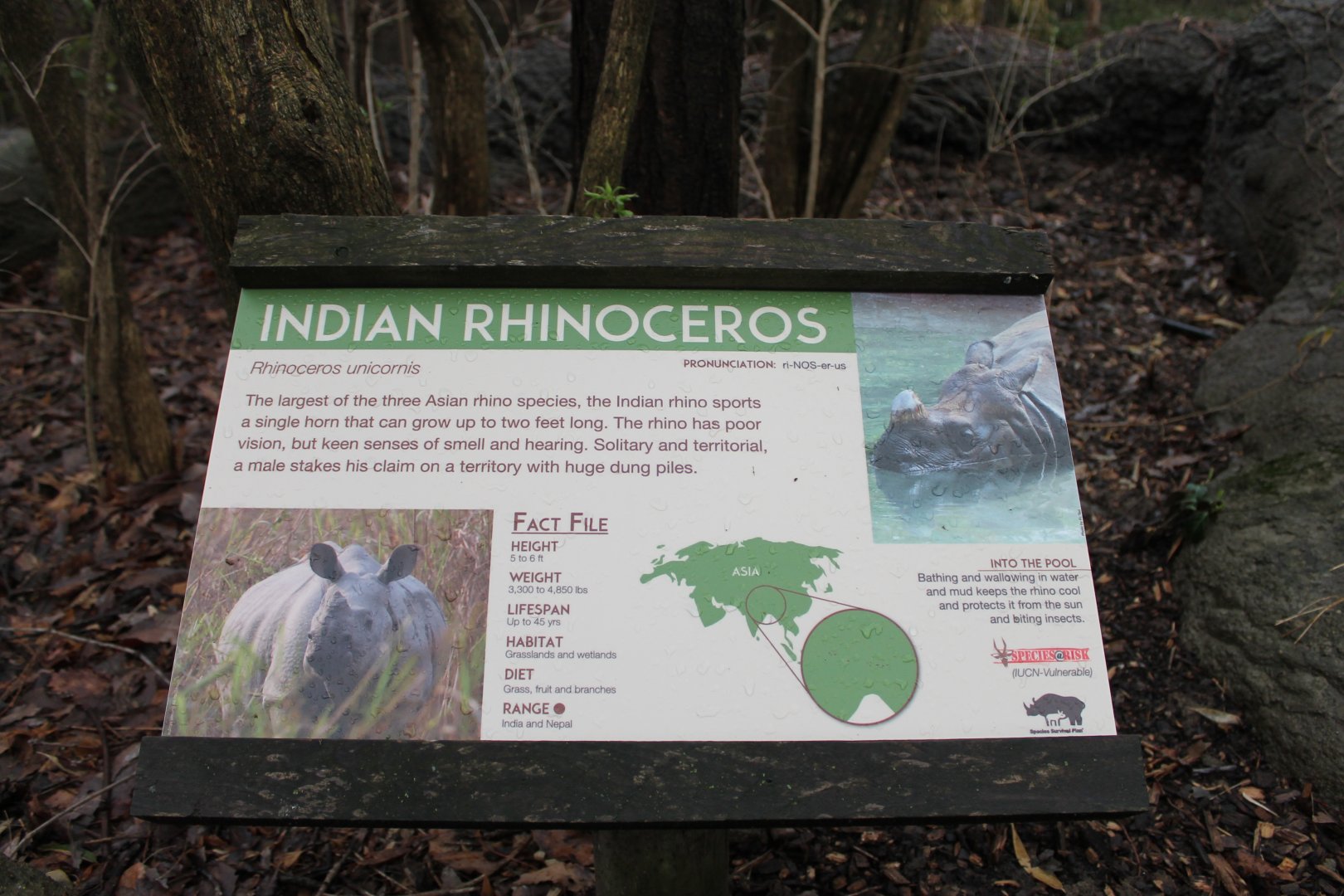African Veldt- Indian Rhino Exhibit