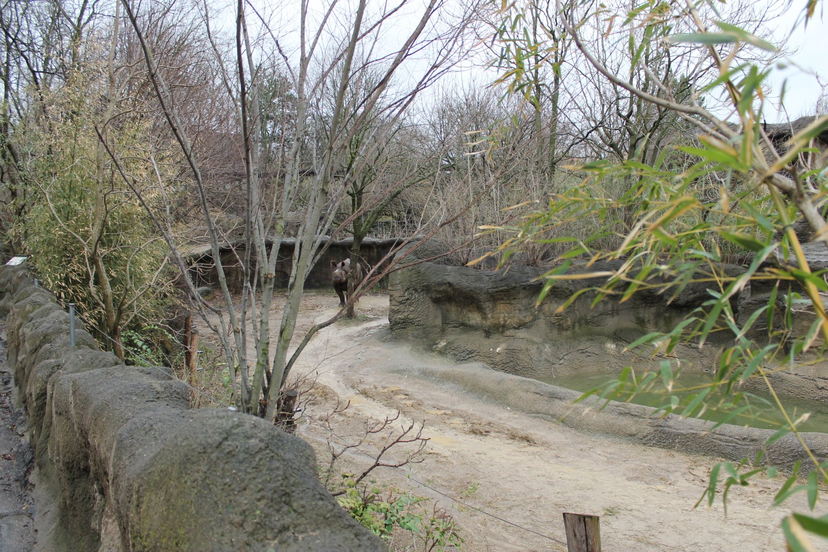 African Veldt- Indian Rhino Exhibit