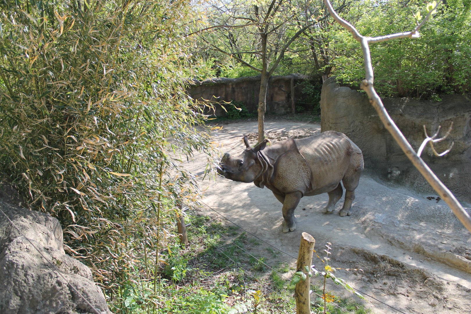 African Veldt- Indian Rhino Exhibit