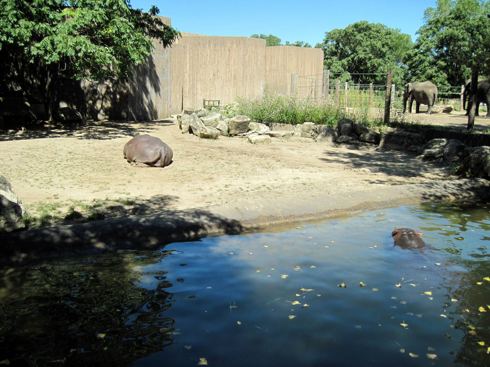 African Veldt-Nile Hippopotamuses