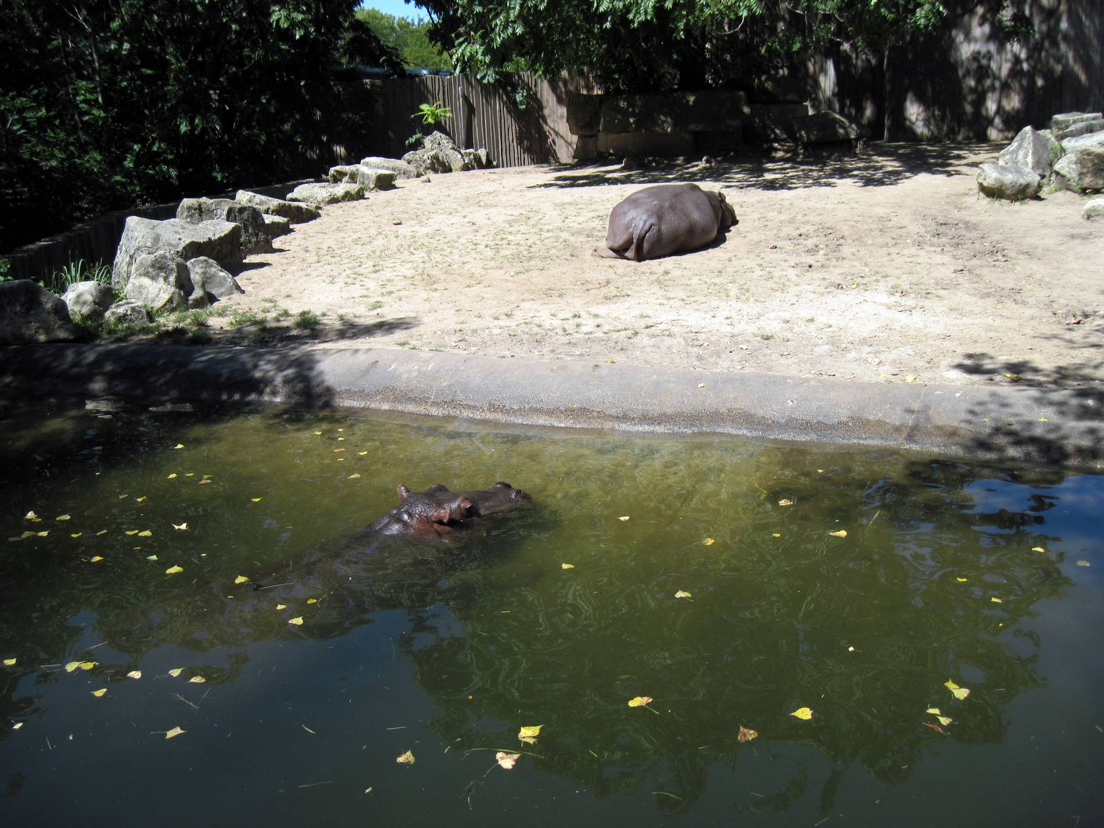African Veldt-Nile Hippopotamuses