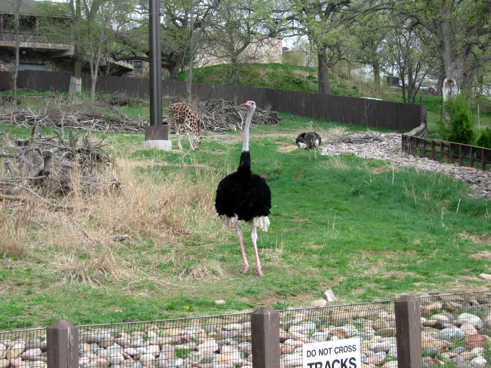 African Veldt-Ostrich