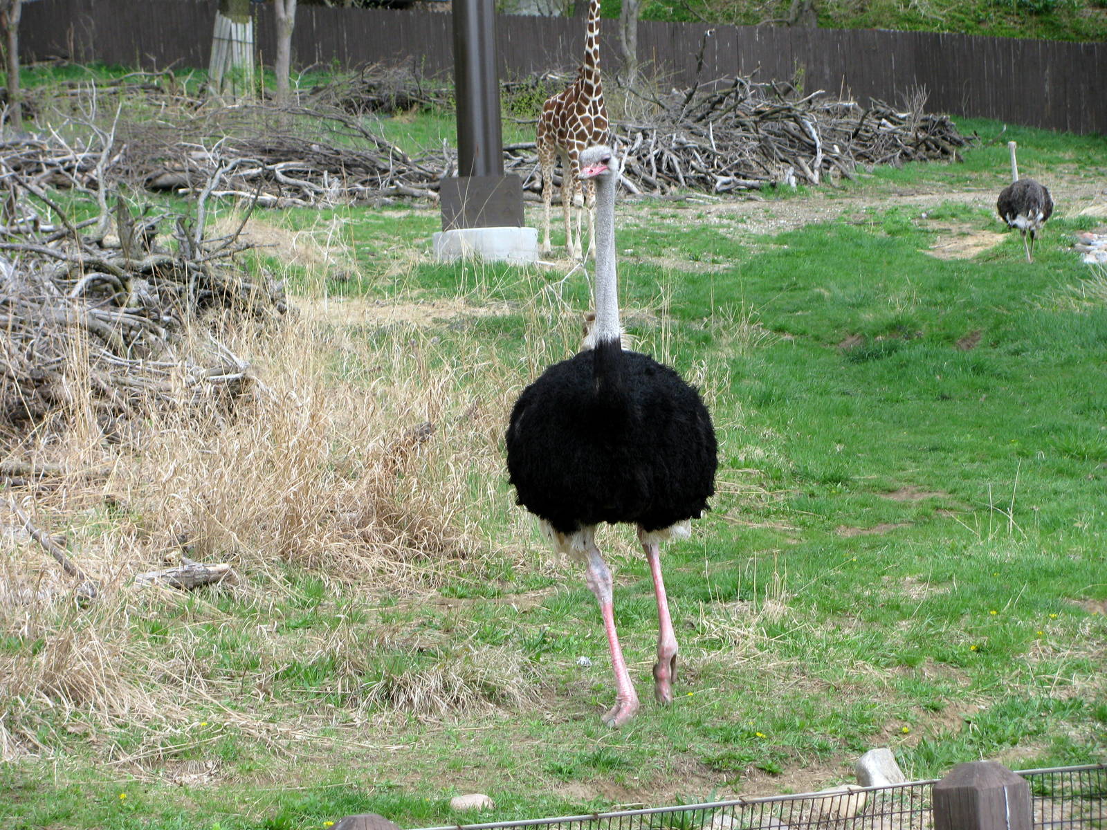 African Veldt-Ostrich