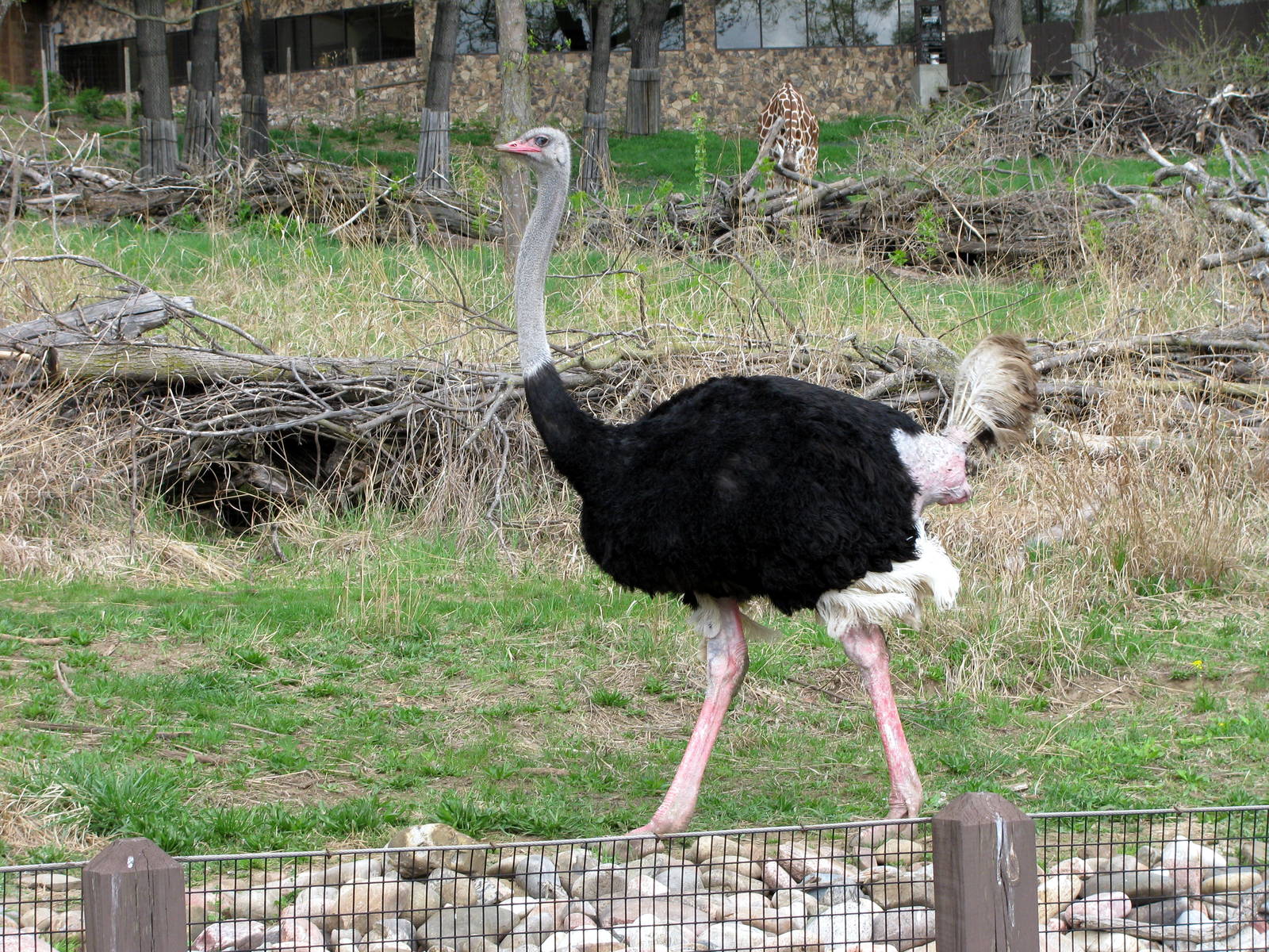 African Veldt-Ostrich