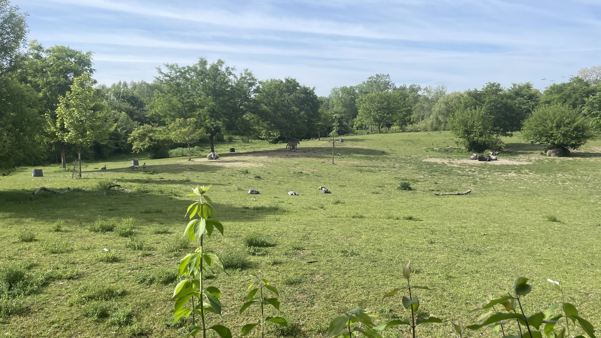 African Veldt overview