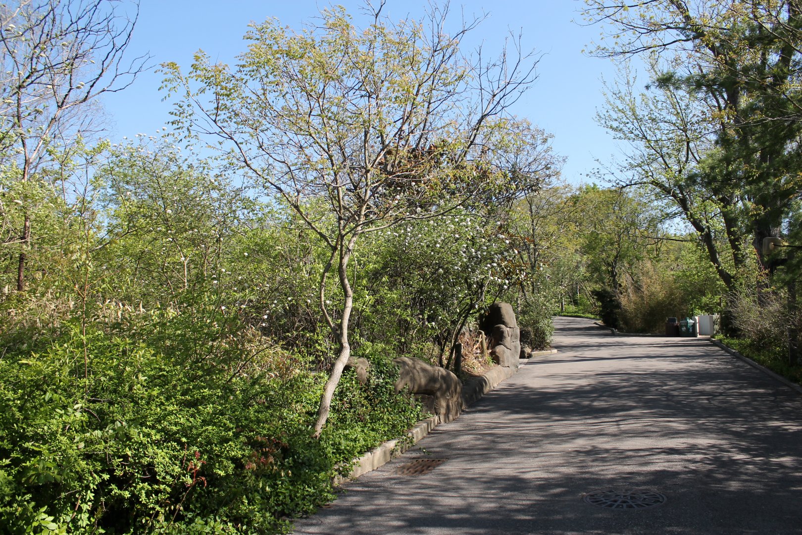 African Veldt Pathway