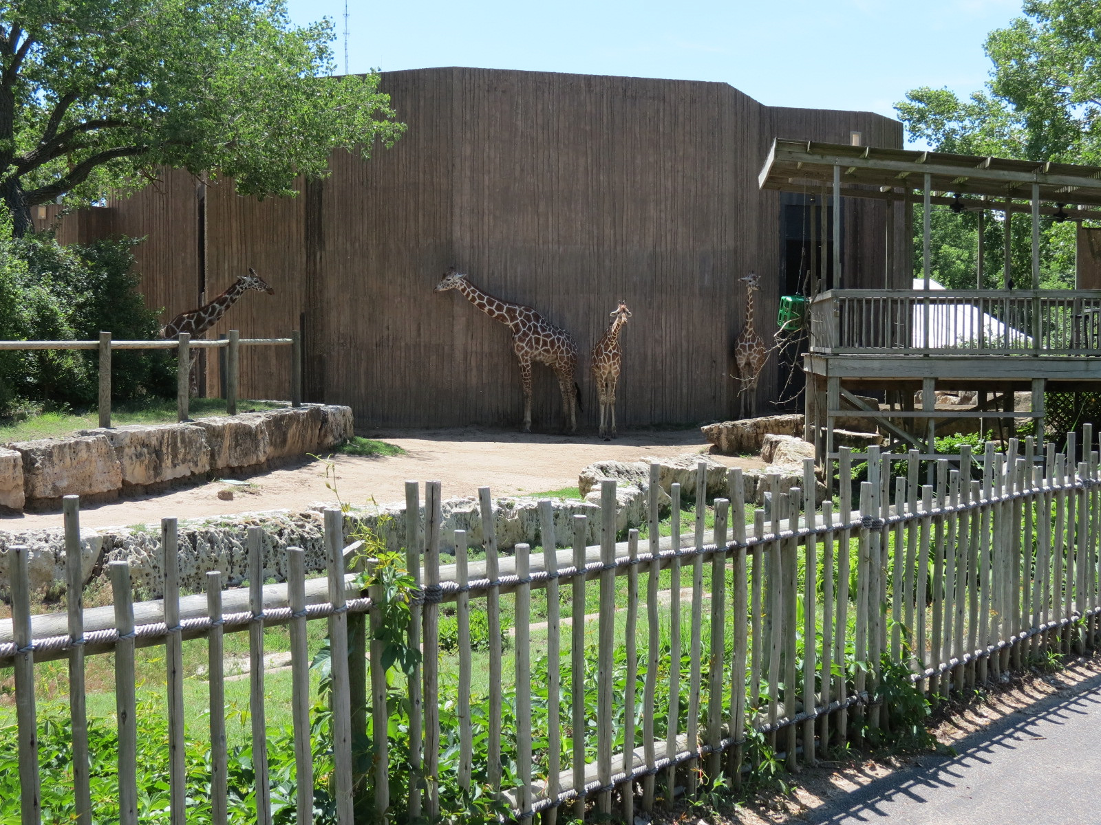 African Veldt - Reticulated Giraffe Exhibit