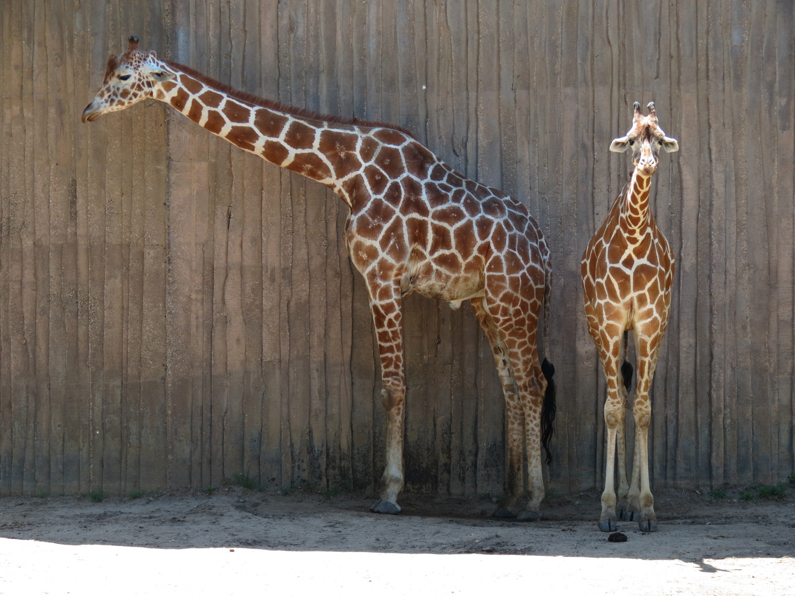 African Veldt - Reticulated Giraffe Exhibit