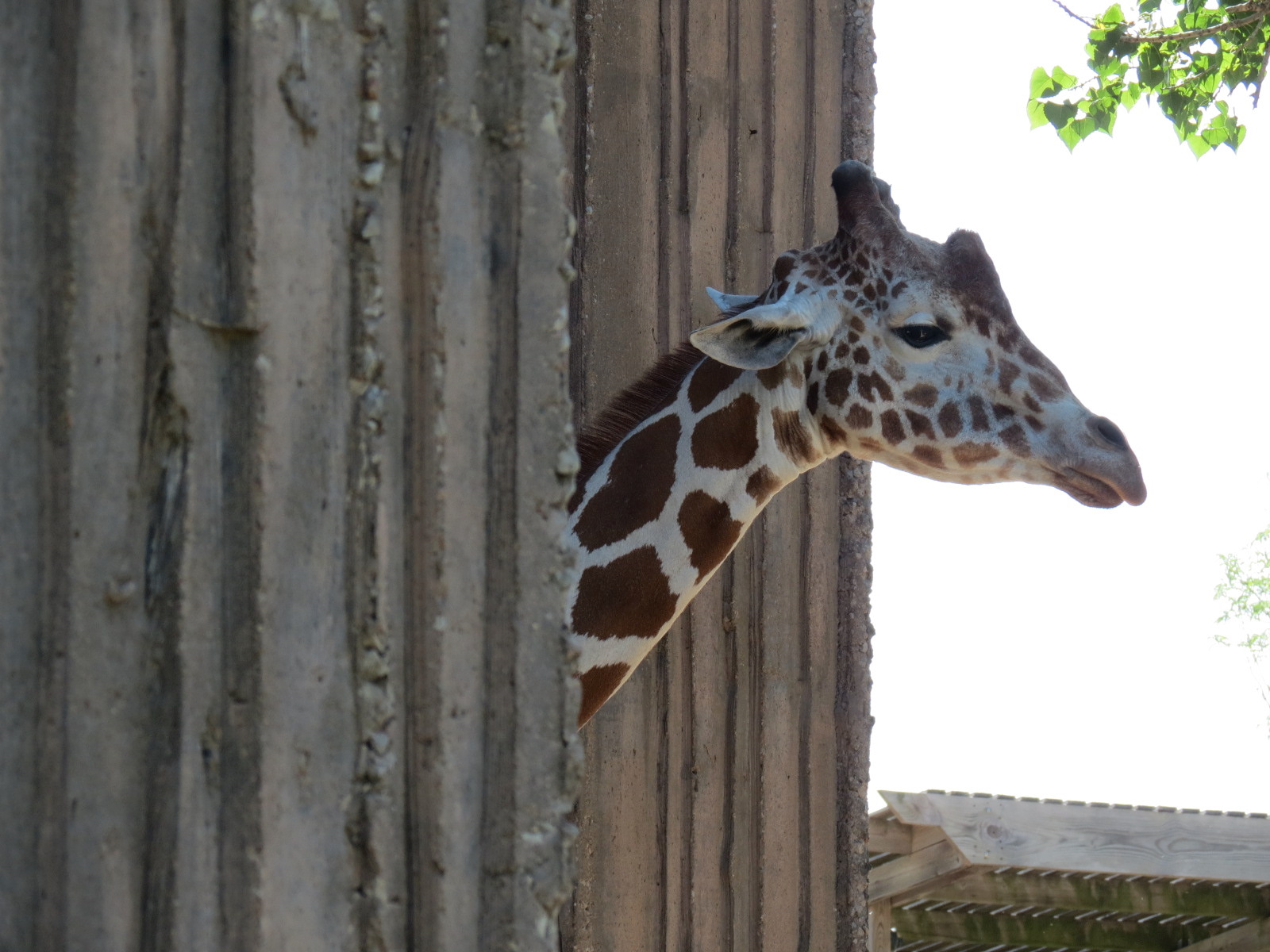 African Veldt - Reticulated Giraffe Exhibit