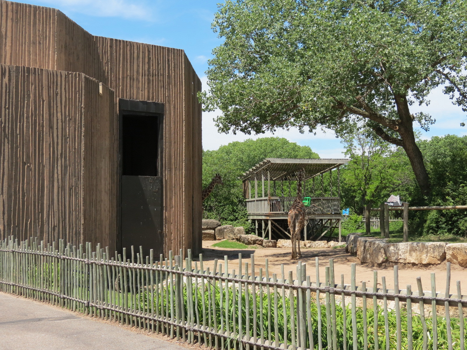 African Veldt - Reticulated Giraffe Exhibit
