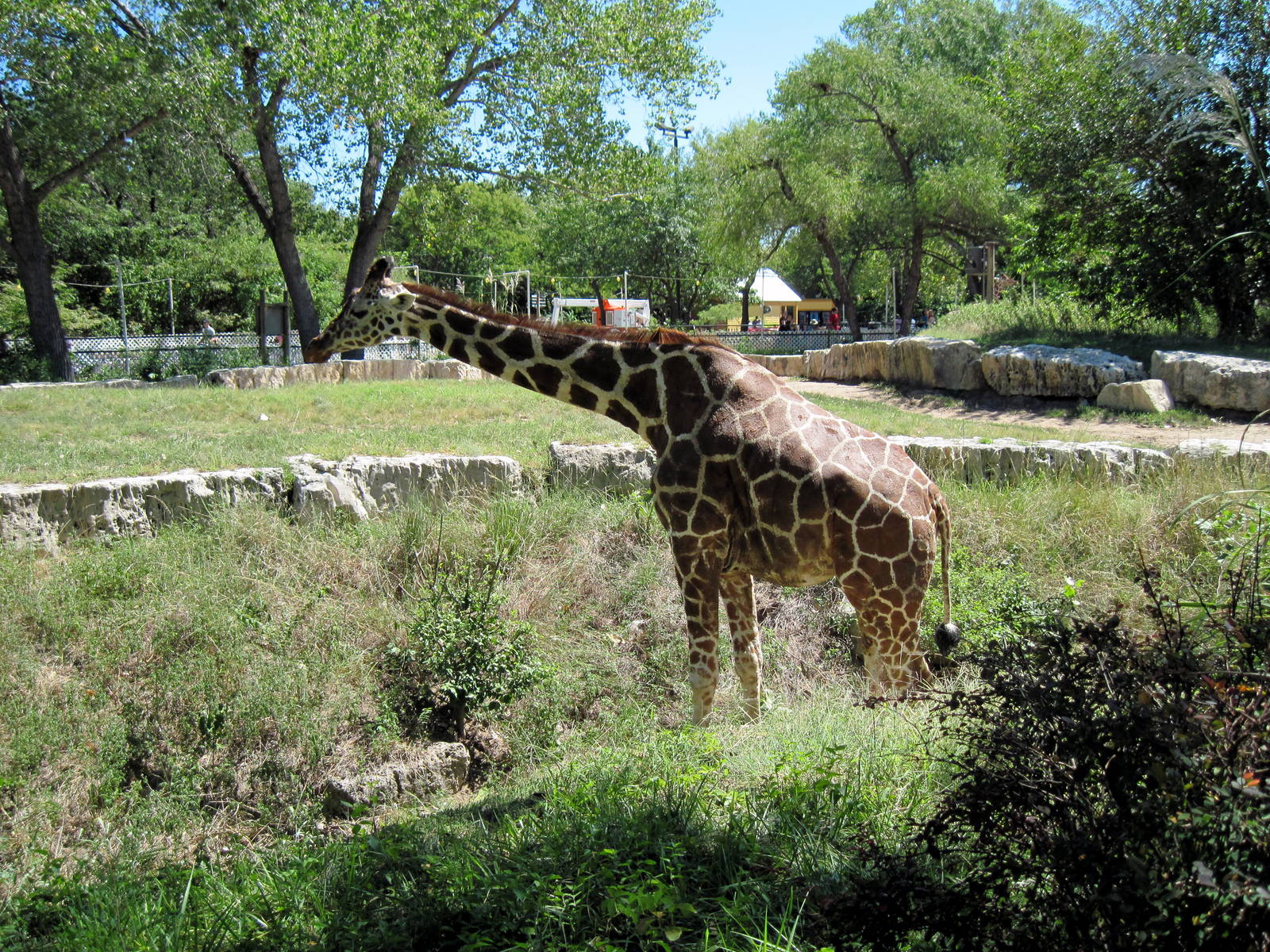 African Veldt-Reticulated Giraffe