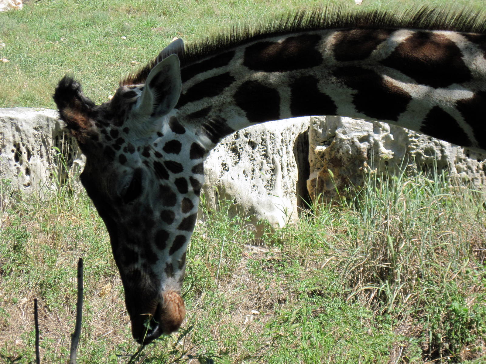 African Veldt-Reticulated Giraffe