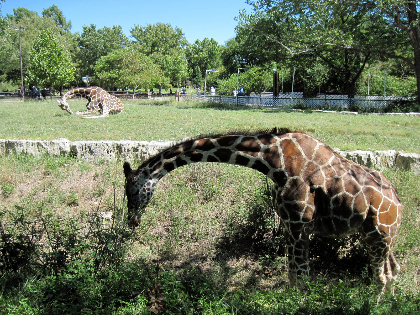 African Veldt-Reticulated Giraffe