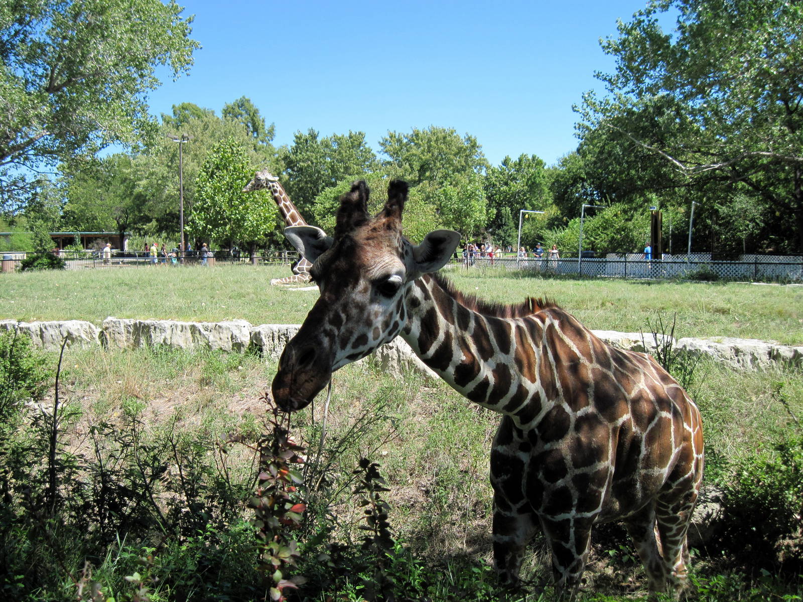 African Veldt-Reticulated Giraffe
