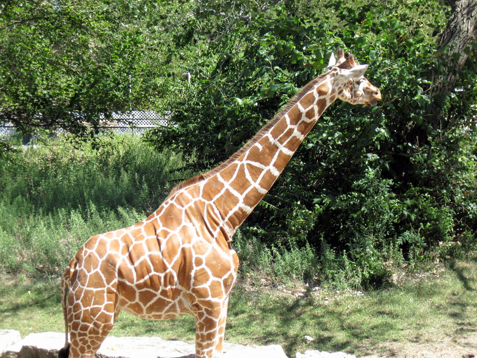 African Veldt-Reticulated Giraffe