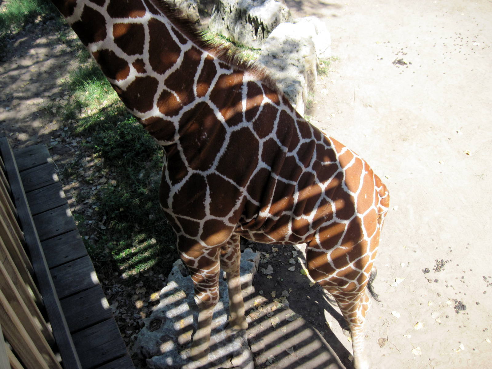 African Veldt-Reticulated Giraffe
