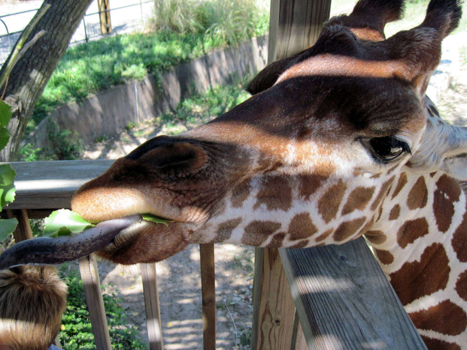 African Veldt-Reticulated Giraffe