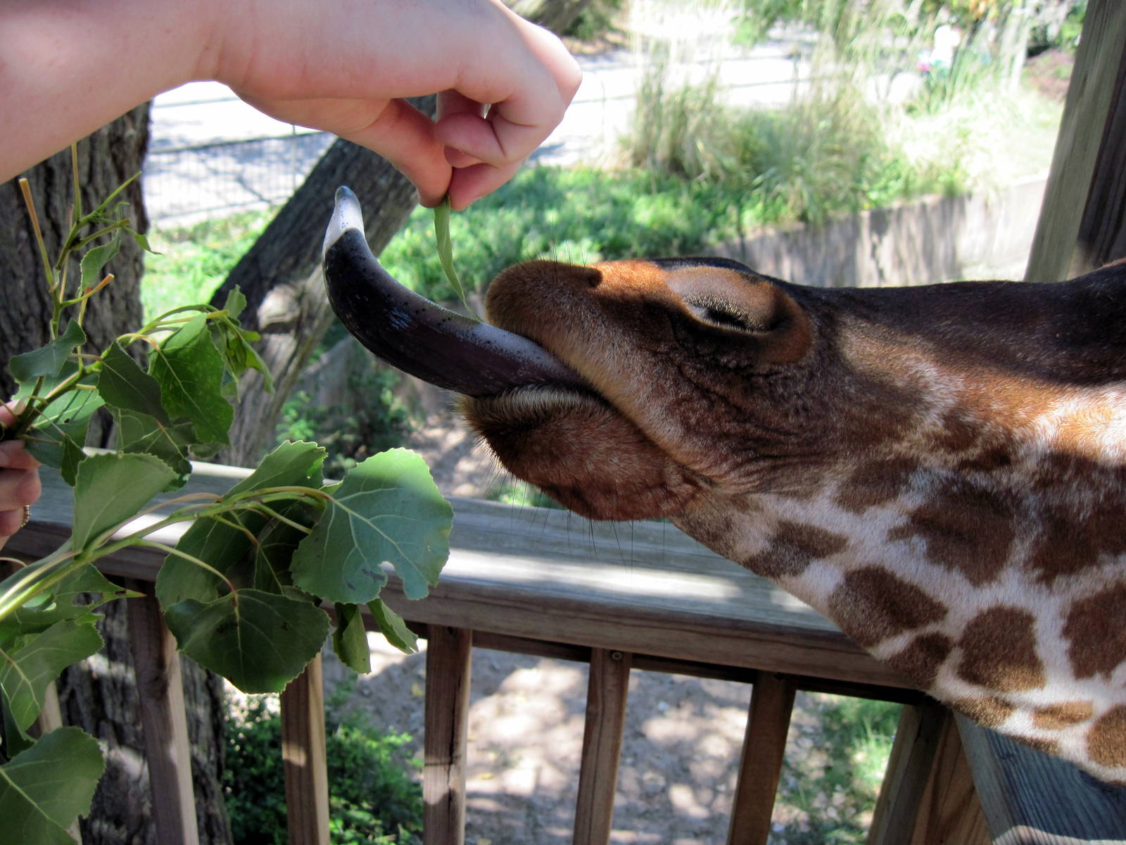 African Veldt-Reticulated Giraffe