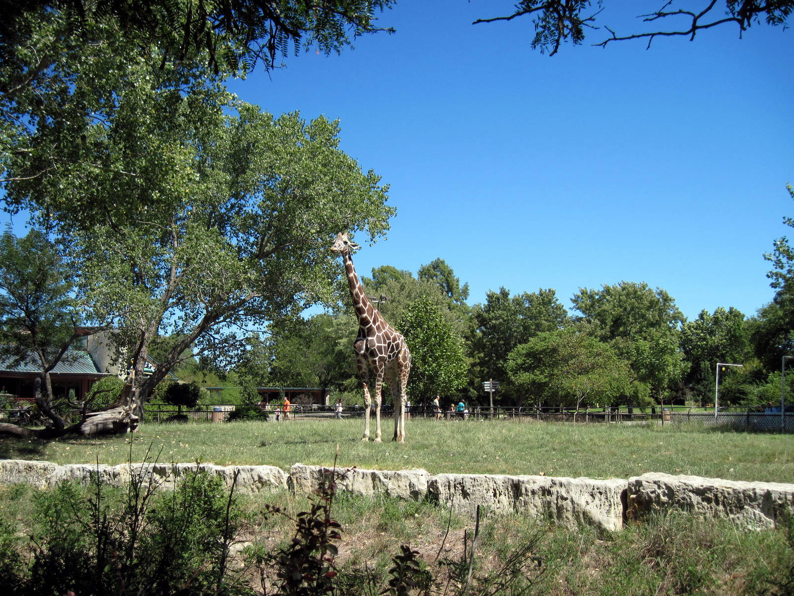 African Veldt-Reticulated Giraffe