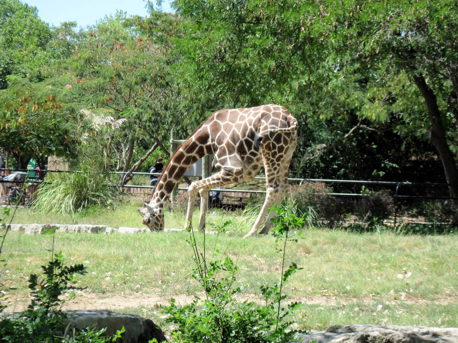 African Veldt-Reticulated Giraffe