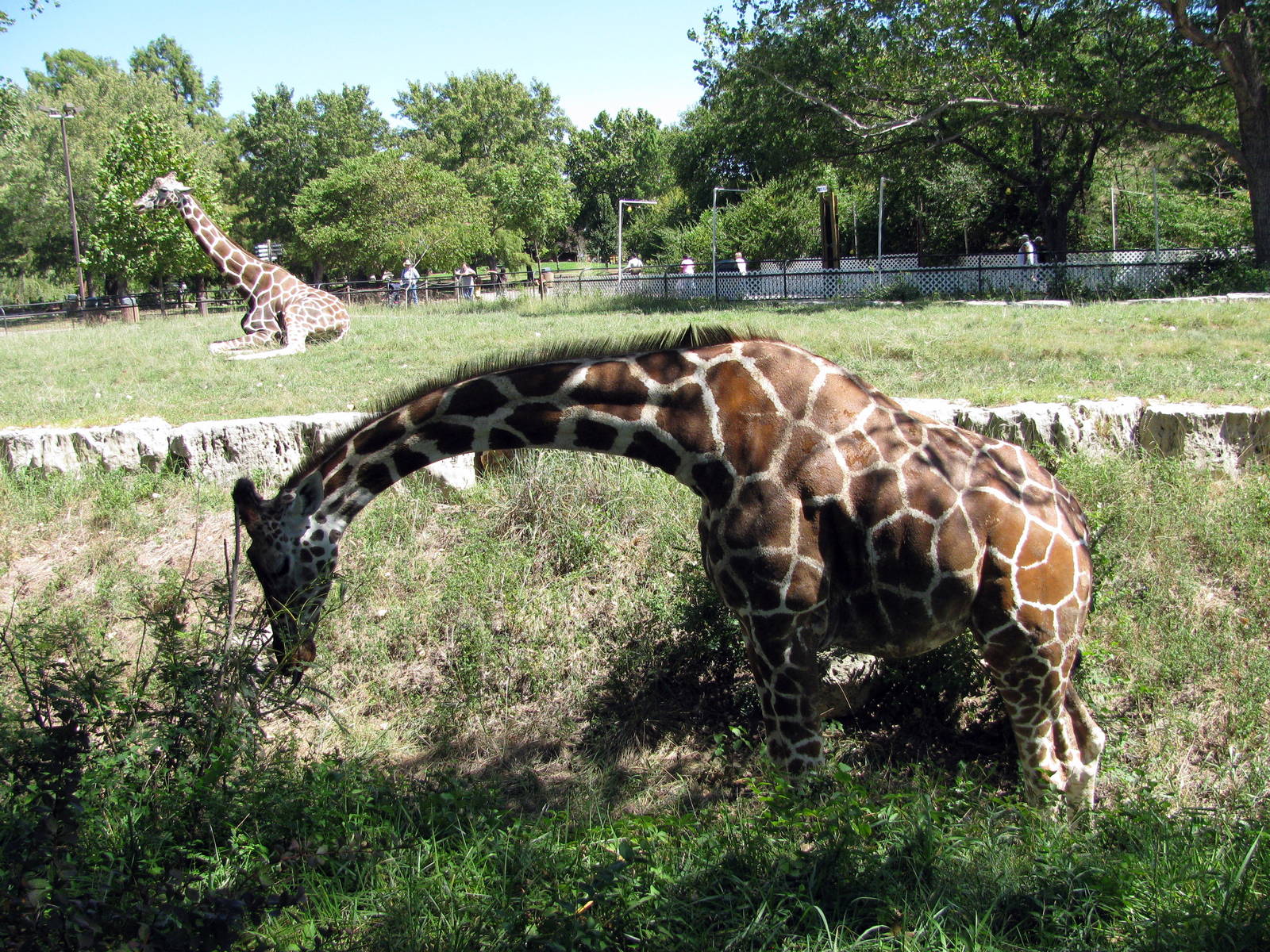 African Veldt-Reticulated Giraffe
