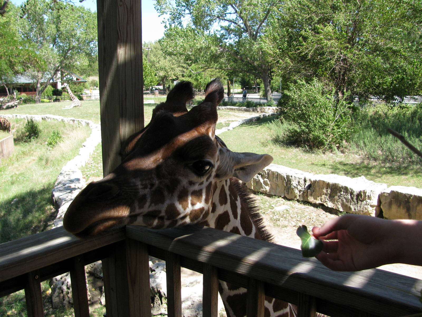 African Veldt-Reticulated Giraffe