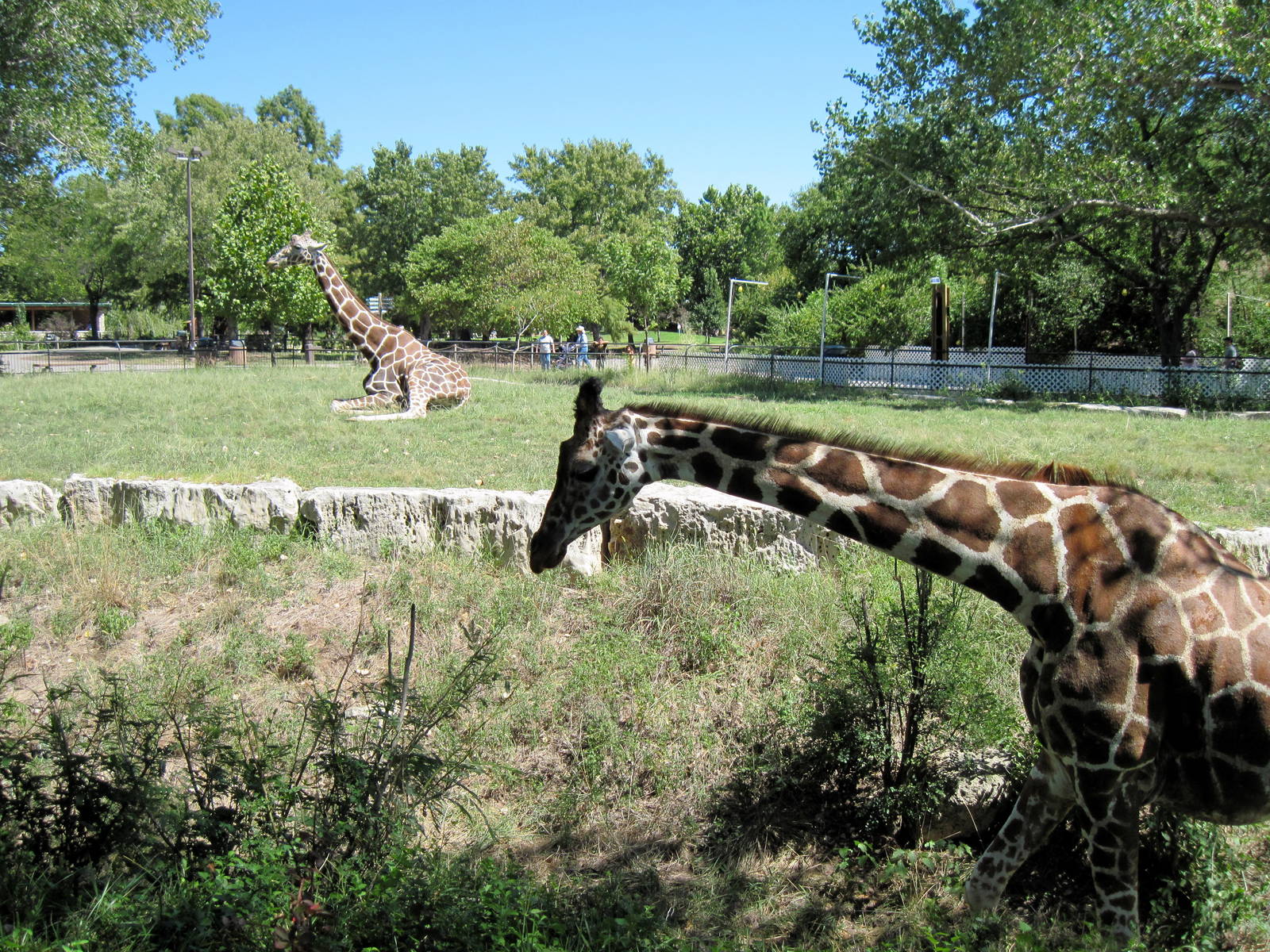 African Veldt-Reticulated Giraffes