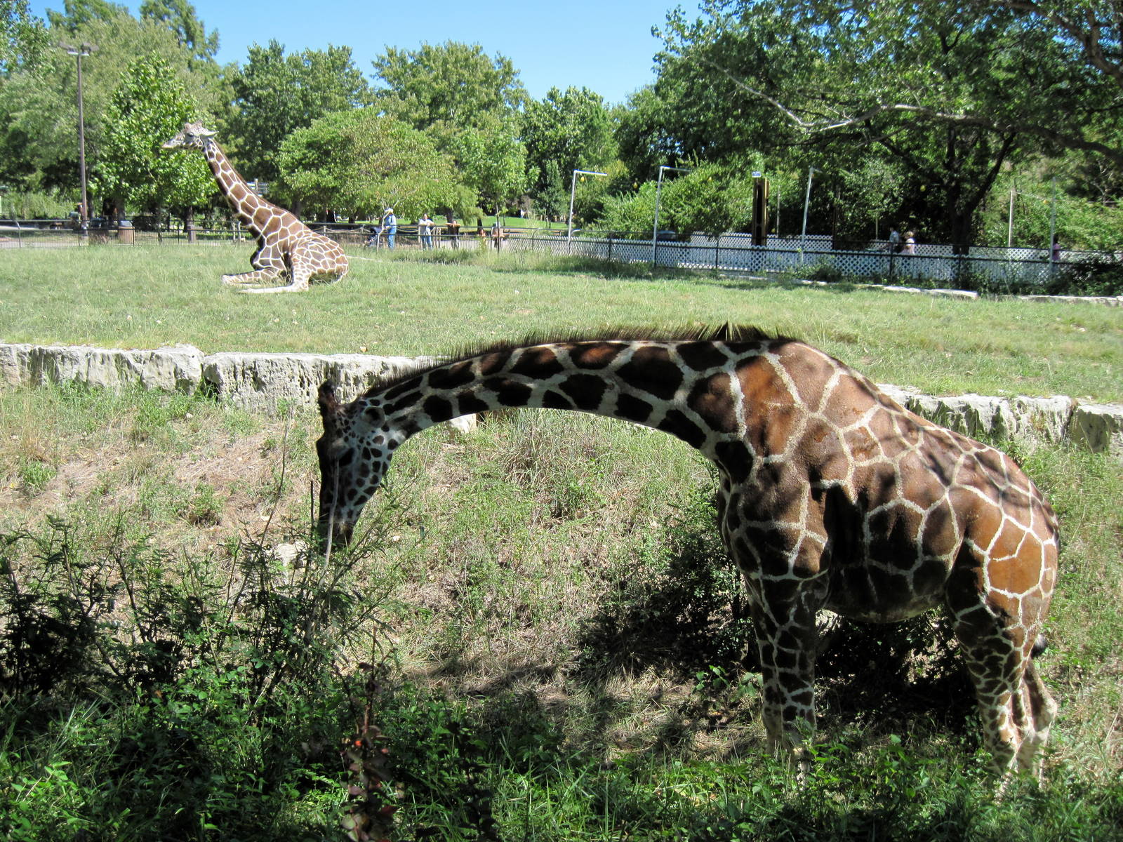 African Veldt-Reticulated Giraffes
