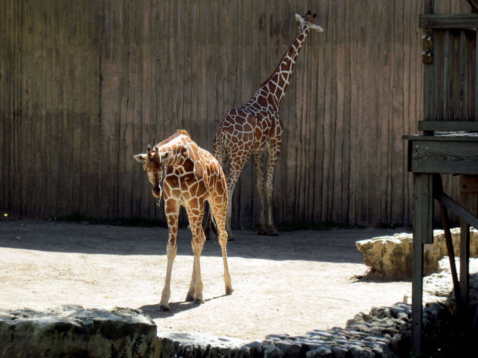 African Veldt-Reticulated Giraffes
