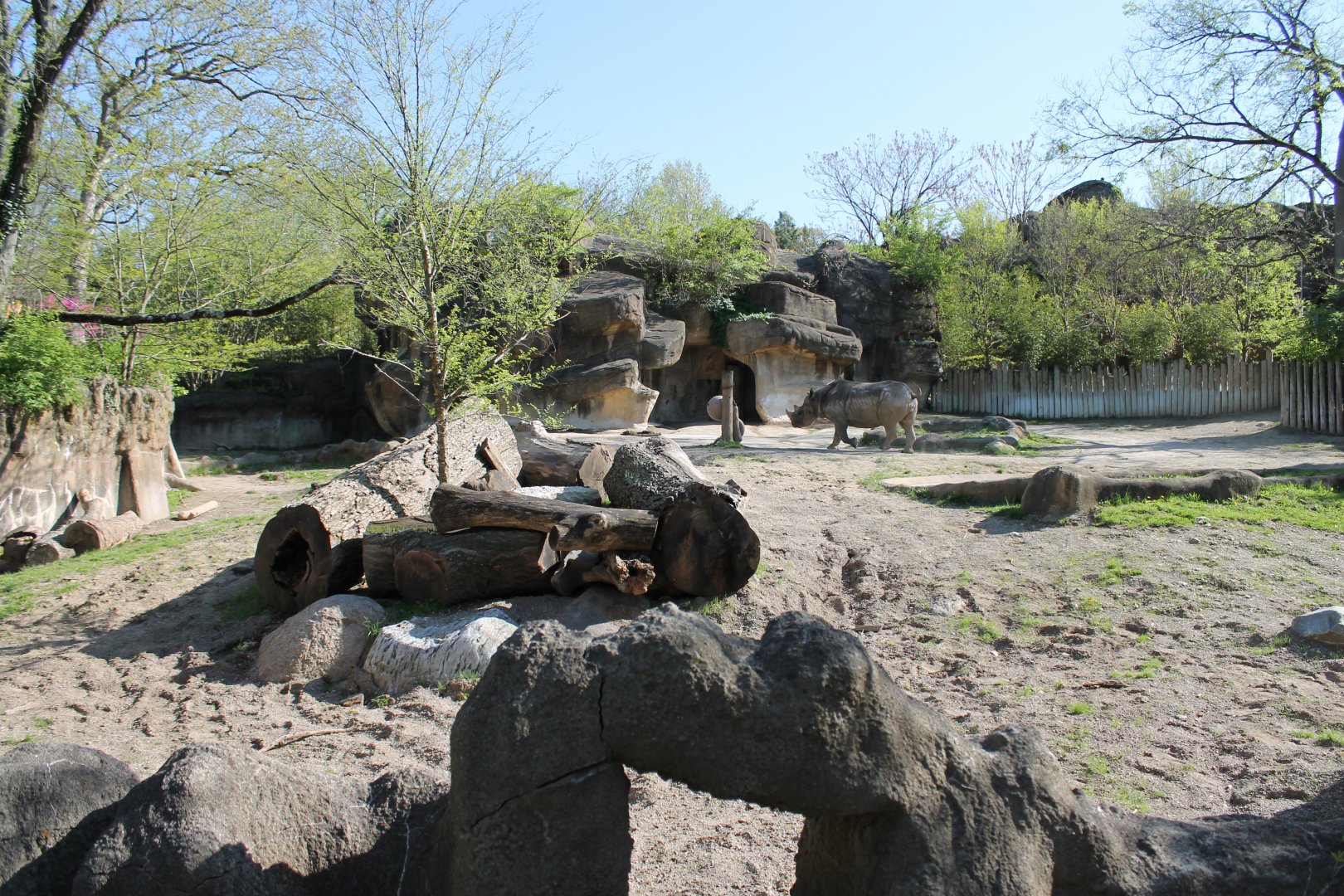 African Veldt/Rhino Reserve- Black Rhino Exhibit